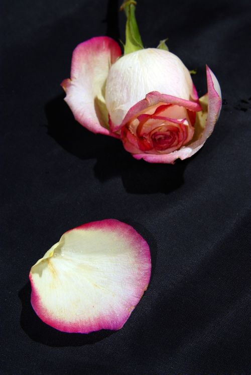 rose flower one