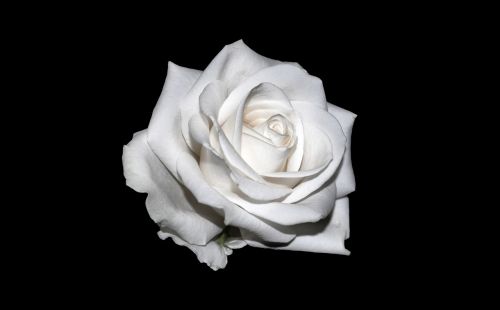 rose white background