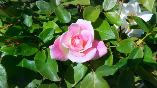 rose flower perennial