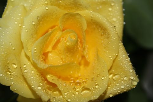 rose yellow drop of water