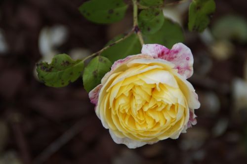 rose flower yellow