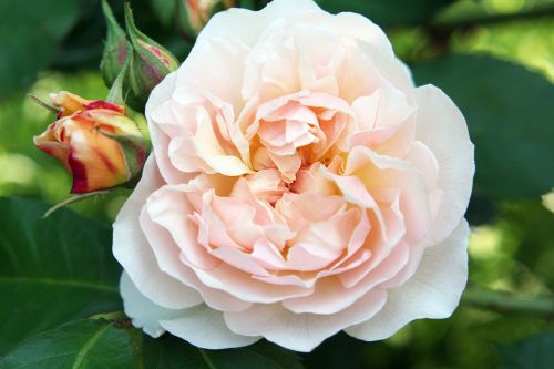 rose english garden
