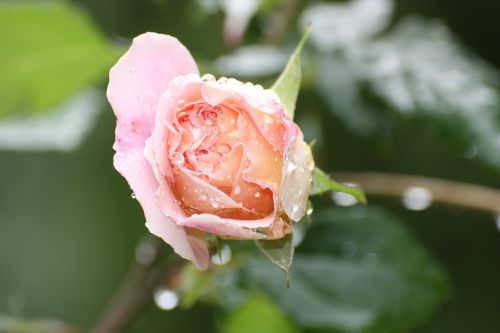 rose pink pink rose