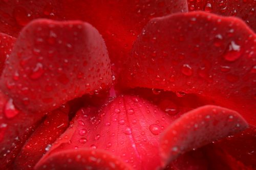 rose flower rain