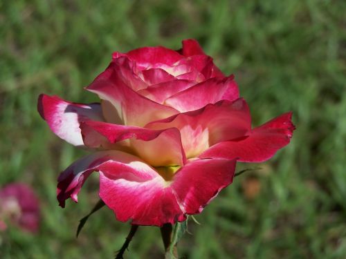 rose petal flower