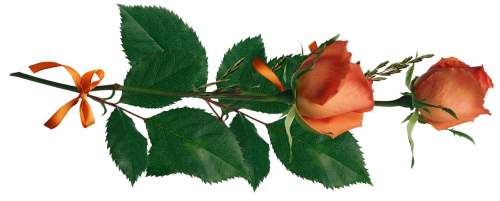 rose flowers love