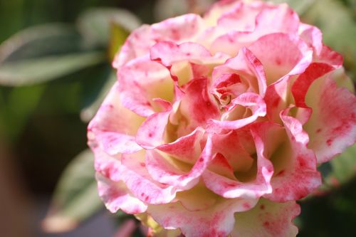 rose flower summer