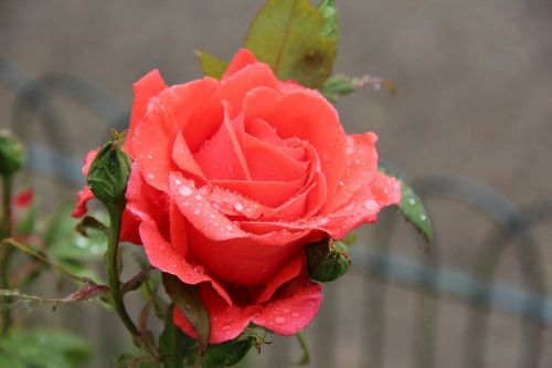 rose dew red