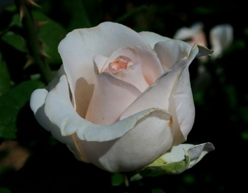 rose bloom bud