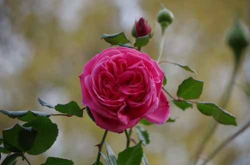 rose pink flowers