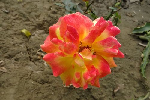 rose flower bicolor