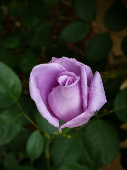 rose flower purple