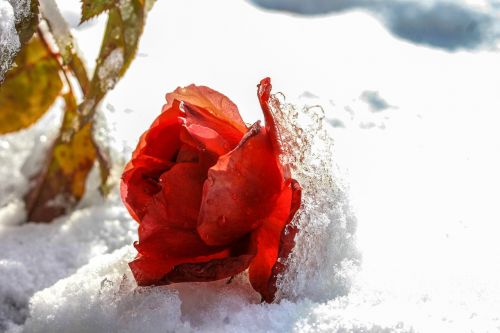 rose snowy ice