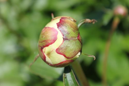 rose flower bud