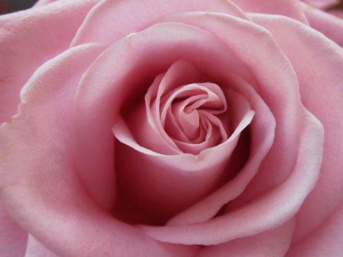 rose love pink