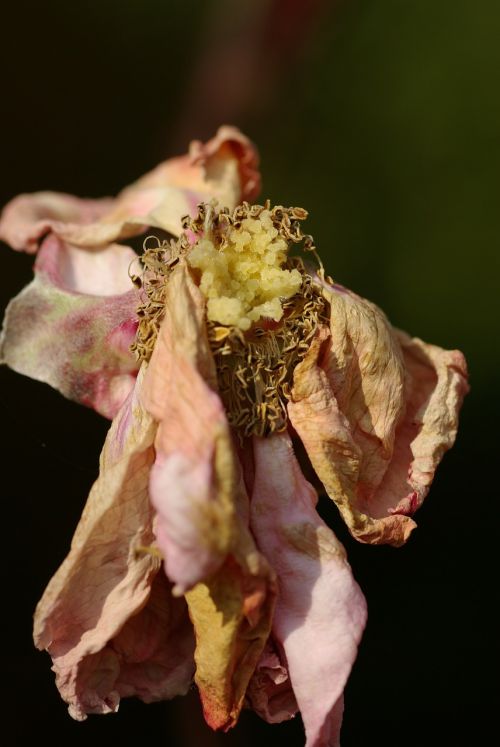 rose faded autumn