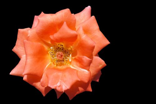 rose floribunda salmon