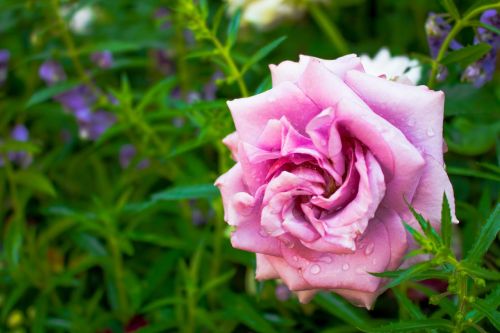 rose flowers pink