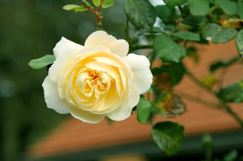 rose yellow white