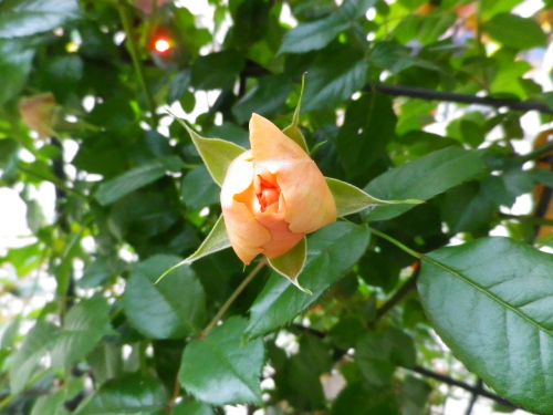 rose flowers nature