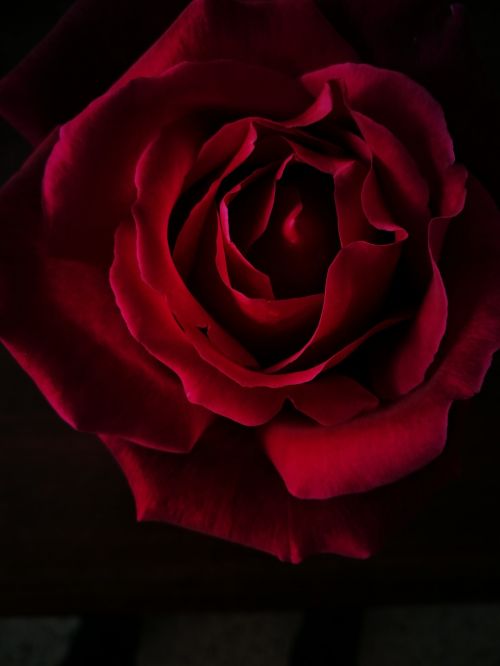 rose flower black