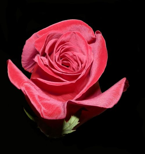 rose valentine red
