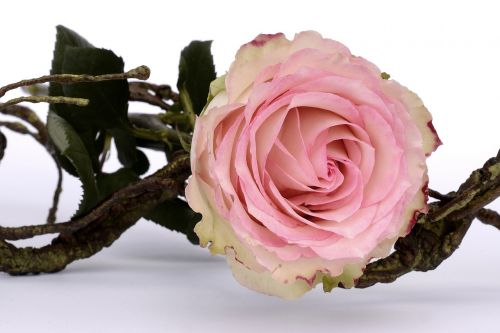rose pink rose flower