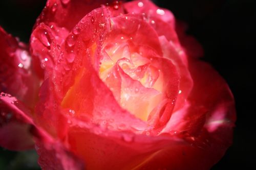 rose rain raindrops