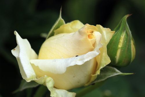 rose yellow rose rosebud