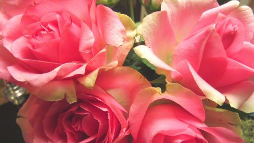 rose roses anniversary