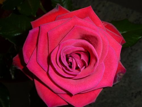 rose red rose rose bloom