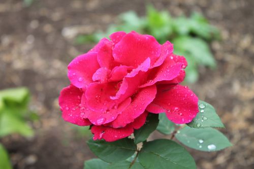 rose flowers garden