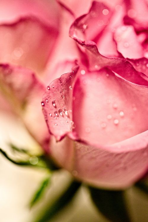 rose macro rain