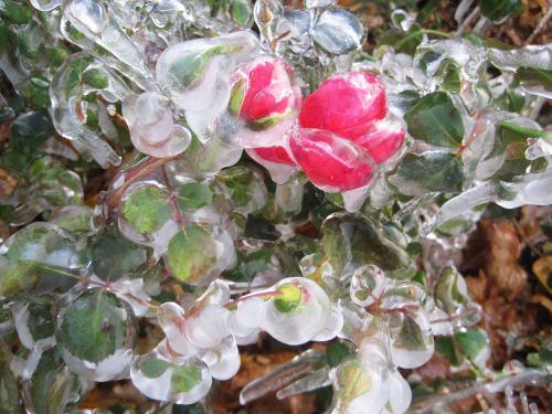 rose frozen winter