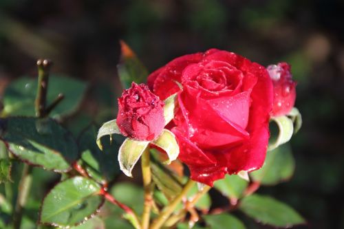 rose dew winter