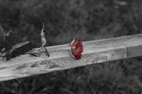 rose black and white railing