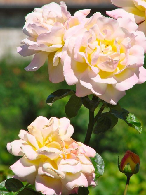 rose peach colour