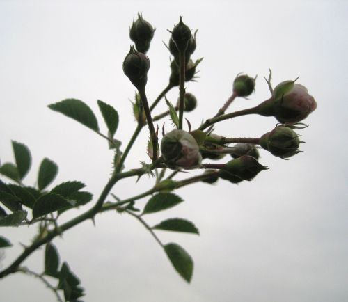 rose rambler buds