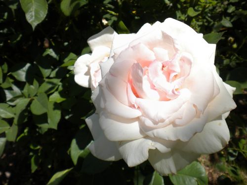 rose flower white