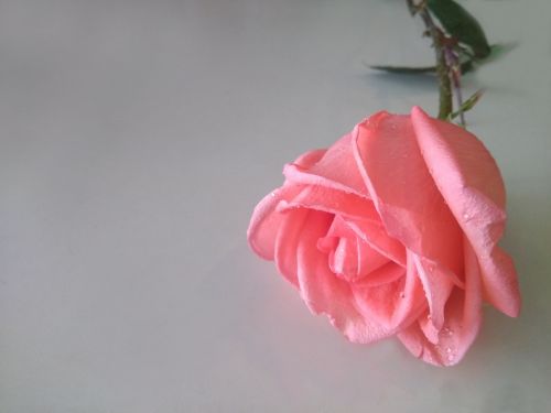 rose flowers material
