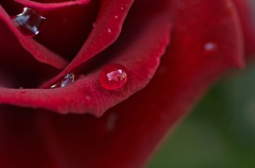 rose drip blossom