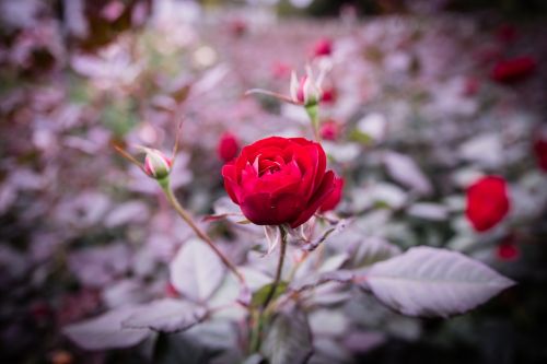 rose flowers rose garden