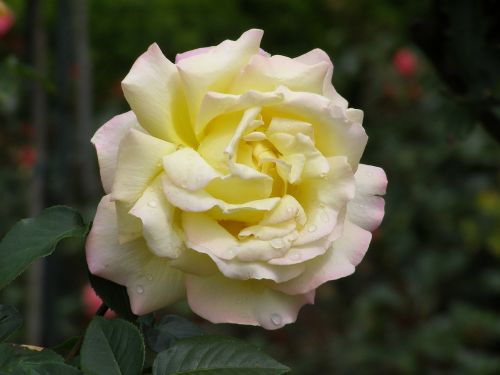rose yellow flower flower