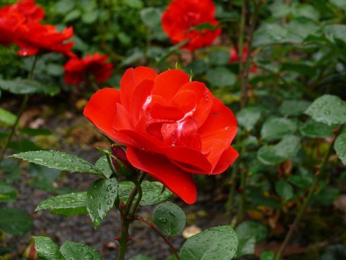 rose red flower