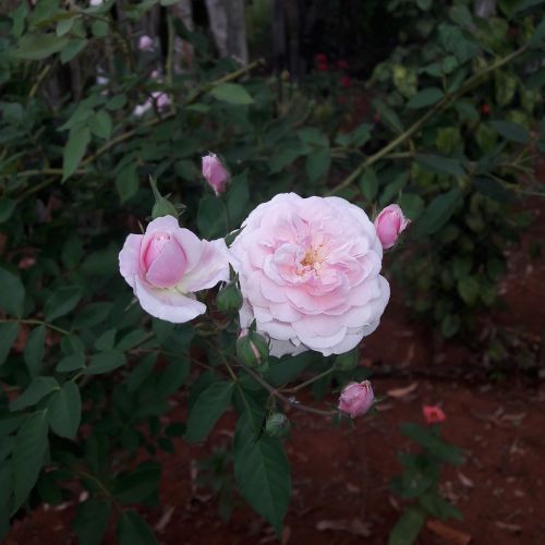 rose rosa nature