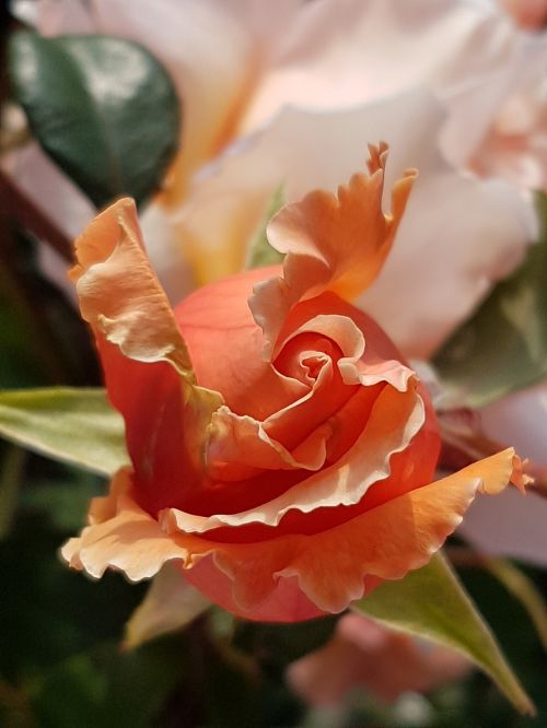 rose budding rose rosebud