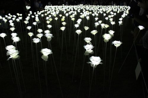 rose night view white roses