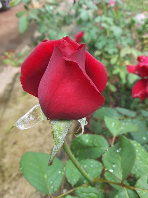 rose rose buds red rose
