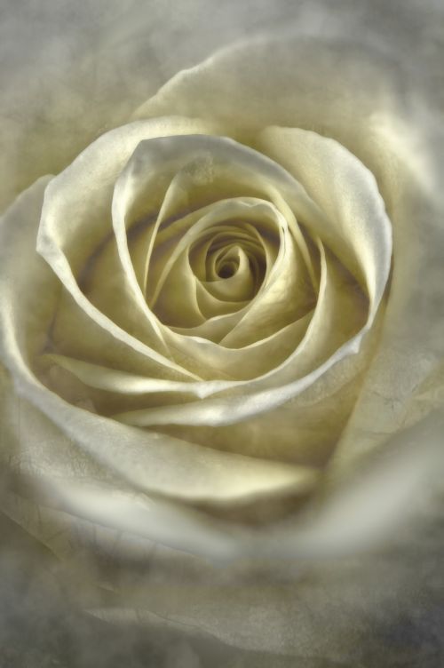 rose white flower