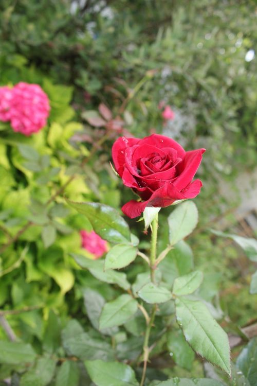 rose bud flower